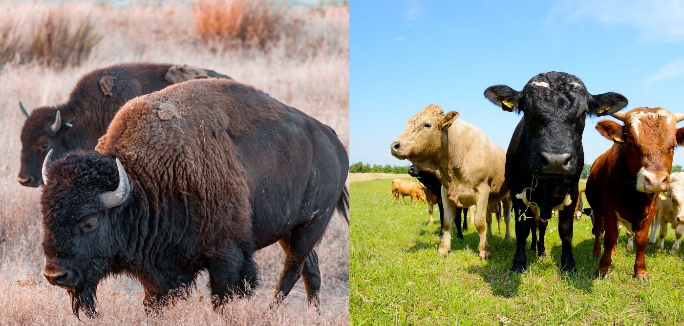 buffalo leather vs cow leather sofa